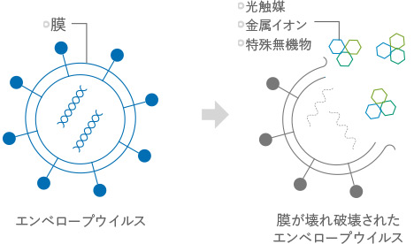 ウイルスの核を破壊